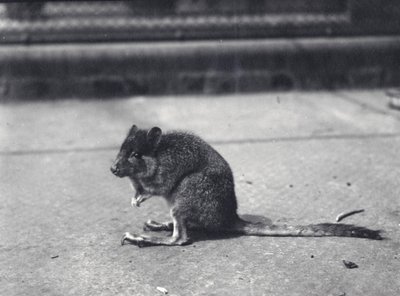 Wallaby dalla coda a spazzola allo Zoo di Londra, giugno 1916 da Frederick William Bond